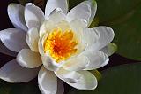 Water Lily_50132